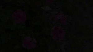 Пеларгония серии Рейн из семян. Новые сорта.