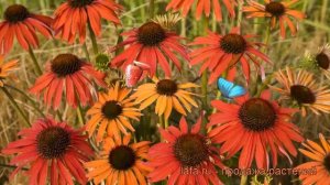 Эхинацея пурпурная Хот Саммер (echinacea purpurea) ? обзор: как сажать, рассада эхинацеи Хот Саммер