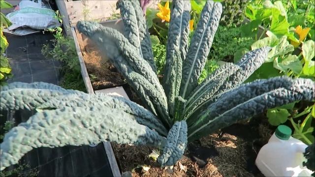 Огород - дегустация томата Супер персик, равномерное созревание кисти / Garden 2018 18 смотреть онлайн