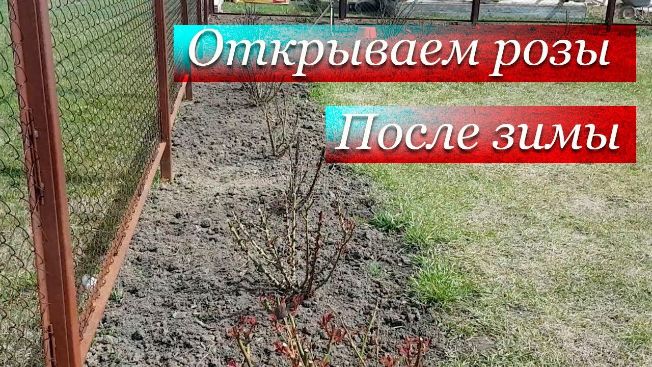 Открываем Розы после Зимы // Засыпаем Весенние Удобрение