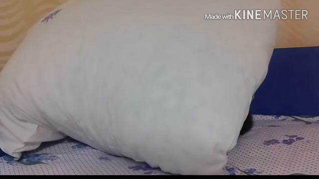 Мой кот зубная фея прикол смотреть онлайн