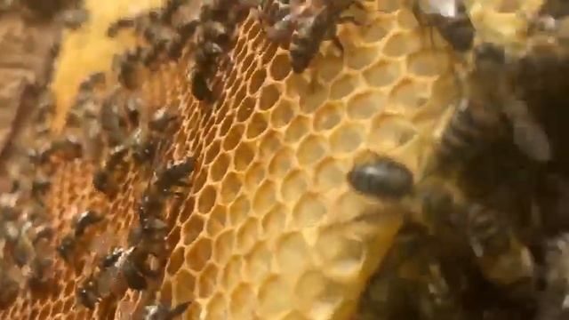 Бортевой мед с энергетикой Дуба.Предгорье Башкирии. смотреть онлайн