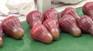 В Южном Китае собирают богатый урожай тропических фруктов