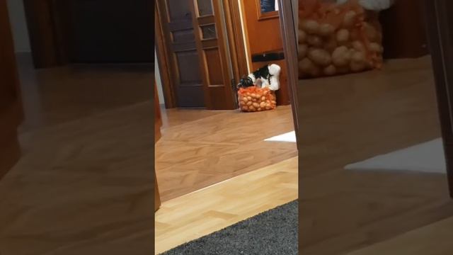 БИВЕР #йорк Смешной йорк. Прикол 🤣🤣🤣 #йорки