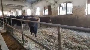 Отец Абердин Ангус  Телки мясных пород  Коммерческий КРС  Father Aberdeen Angus  Heifers of meat br