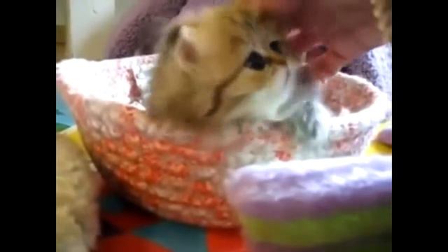 Подборка смешных моментов с животными #2 смотреть онлайн