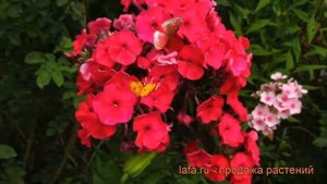 Флокс метельчатый Ред Райдинг Худ ? обзор: как сажать, рассада флокса Ред Райдинг Худ