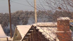 Голуби в летнем вольере зимой в Сибири от-20 -40.