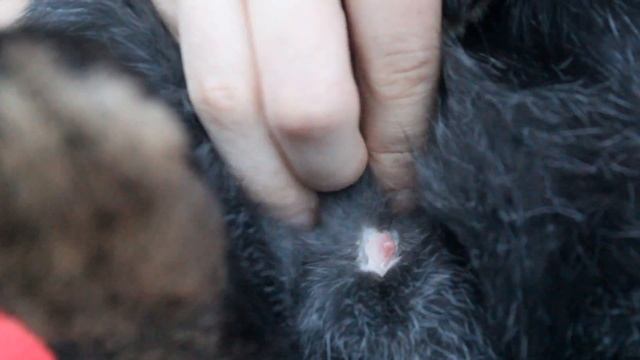 Как определить пол кролика ? смотреть онлайн