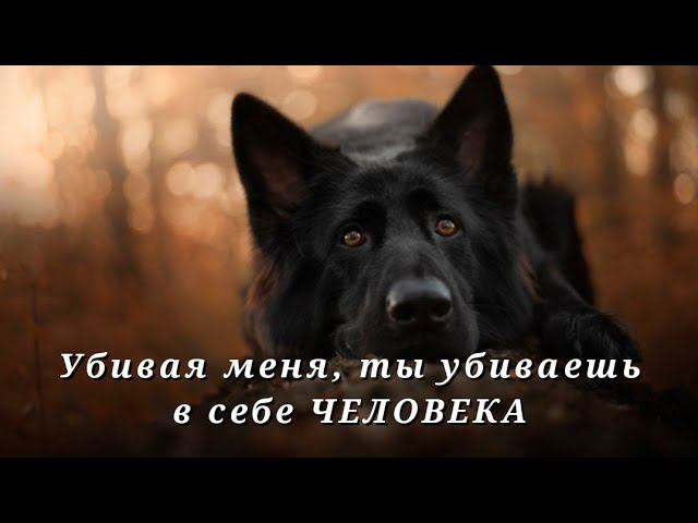 Чего желают "ДОГХАНТЕРЫ" на самом деле смотреть онлайн