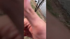Рыбалка на толстолобика и карпа