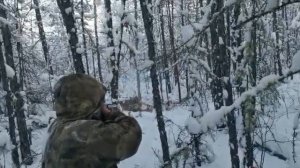 В Якутии застрелили огромного волка