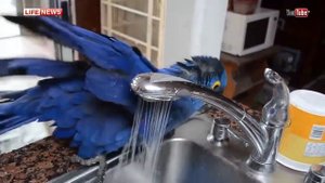 Гиацинтовый ара плещется