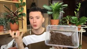 Новое Растение в  Коллекцию Марантовых + Новый Воздушный Грунт для Калатей