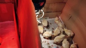 На проект Суворова приехали цыплята бройлеры. 26042023.