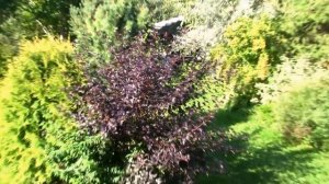 Пузыреплодник Дьяболо. Пурпурная листва не меняет цвет все лето.