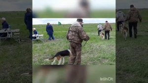 2-я Саратовская Окружная выставка гончих 14.05.2022. Ринг РПГ старшая возр. гр. выжловки