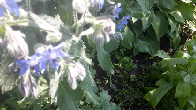 #травы #бораго #огуречнаятрава / Огуречная трава - бораго ( лат. borago)на медоносной клумбе дачник
