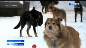 После пожара вновь открылся крупнейший нижегородский приют для животных "Сострадание НН"