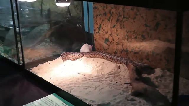 Живые тропики в Чебоксарах смотреть онлайн