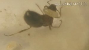 Развитие муравья Serviformica rufibarbis от яйца до муравья!
