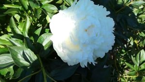 Пион GLADYS HODSON