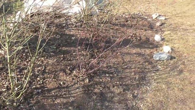 Обработка розария медным купоросом. смотреть онлайн