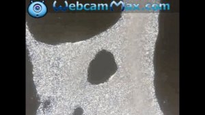 Слизевик (миксомицет) под микроскопом
