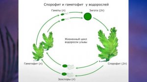 "Низшие растения. Группа отделов Водоросли", Биология 7 класс, Сивоглазов
