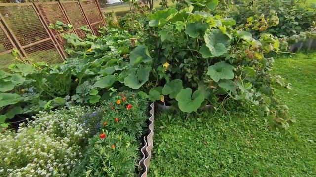 8.08.23. Пробую ялтинский красный лук. Чеснок и лук везде. смотреть онлайн