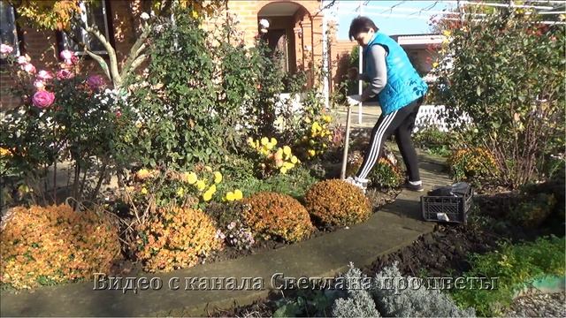 2 способа сохранить мультифлоры зимой от вымерзания на юге и в средней полосе смотреть онлайн