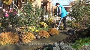 2 способа сохранить мультифлоры зимой от вымерзания на юге и в средней полосе