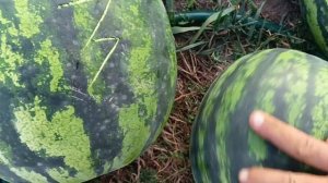 шикарный арбуз.романза f1.