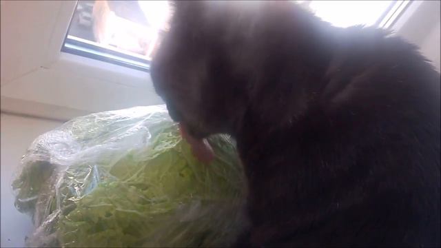 Кот удивил хозяйку смотреть онлайн