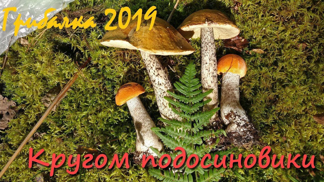 Подосиновики вытесняют Белые грибы. Грибалка. Тихая охота. Архив 2019. смотреть онлайн