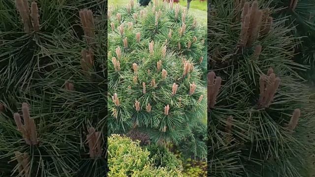 Сосна горная Мопс на штамбе смотреть онлайн