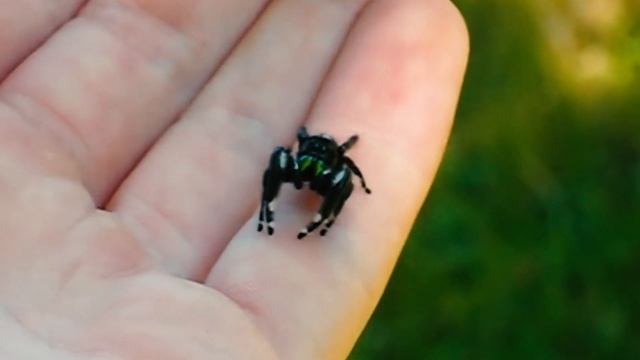 Самые красивые пауки в мире смотреть онлайн