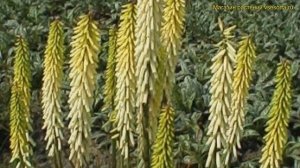 Книфофия ягодная Литл Мэид. Краткий обзор, описание характеристик kniphofia Little Maid