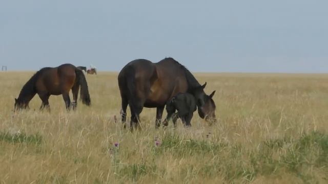 Нижне-Павловский табун.Июнь. смотреть онлайн