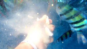 2 часть," Неделя в Шарм-эль-шейхе"отели Parrotel Aqua Park и Parrotel Beach Resort, обзор территори