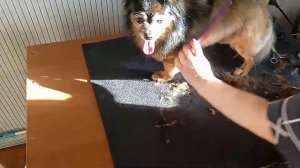 Стрижка собак. Груминг. Милый Метис Тимошка