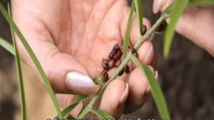 Размножение лилий черенками