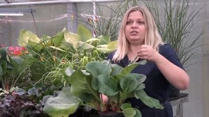 Мастер класс "Сочетание цветов в садовых цветниках"