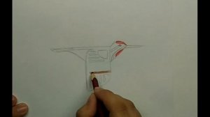 Как нарисовать летящего дятла