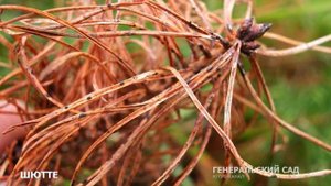 Болезни Шютте, Фузариоз хвойных. Уход за Туями, Тисом весной. Обработка и весенняя подкормка.