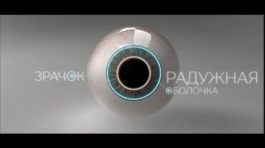 Строение глазного яблока