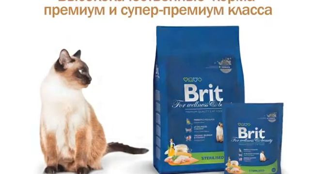 Брит Анстер смотреть онлайн