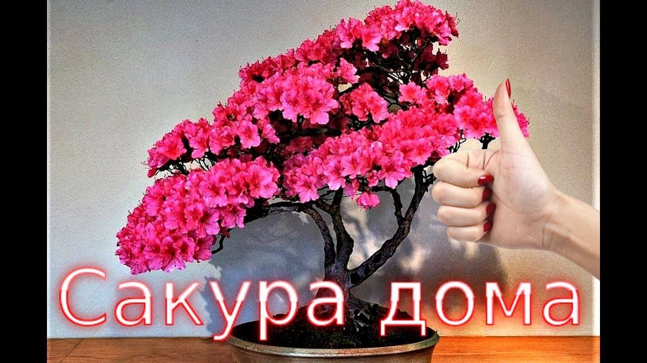 Как вырастить сакуру бонсай дома? Уход подкормка правильный полив сакуры!