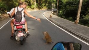 Ловим обезьян на банан