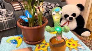 говорящий кактус!